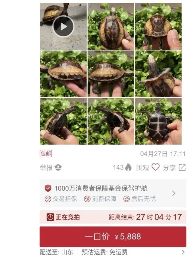 养定黄额起拍价3000-5000起？价格暴涨还是一直这样？