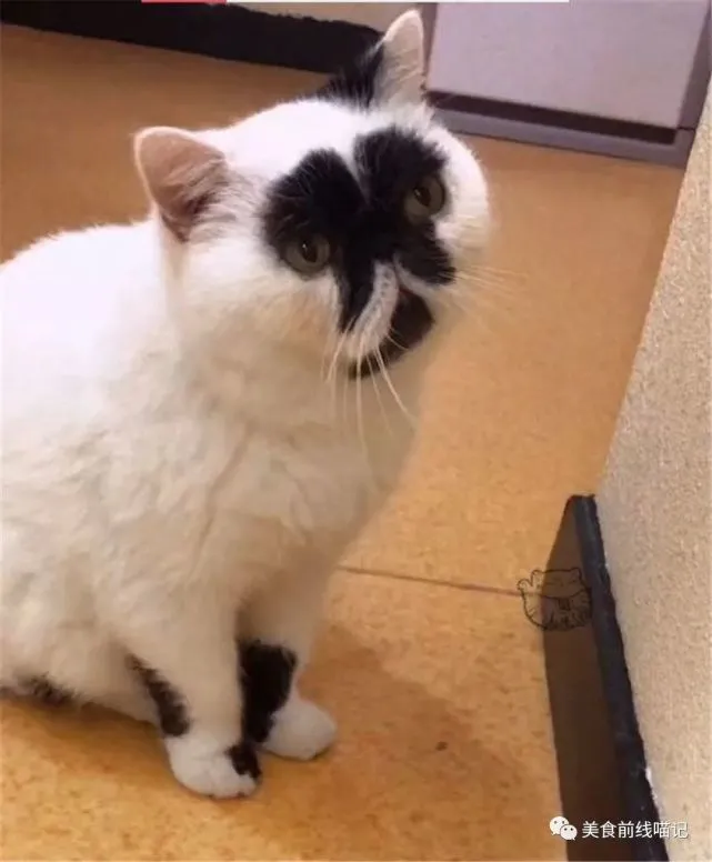 喵星人一日趣闻：有些猫明明有眼睛，但是大家找不到