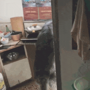 铲屎官准备了1个月的红烧肉上个厕所就泡汤了，罪魁祸首竟是一条狼？