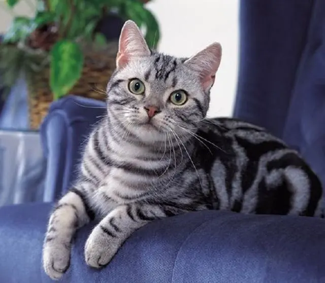 世界十大最受欢迎的猫咪种类，TOI图益将它们全都放在了异形拼图