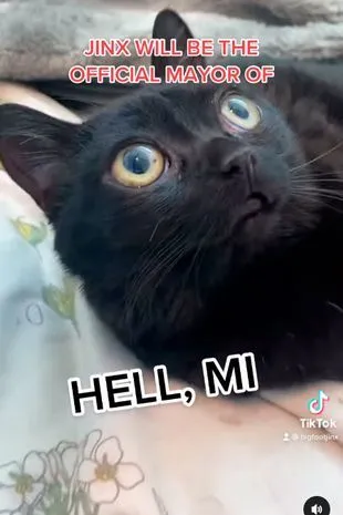 黑猫当上美国地狱镇镇长，数十万人观看它的一天如何度过