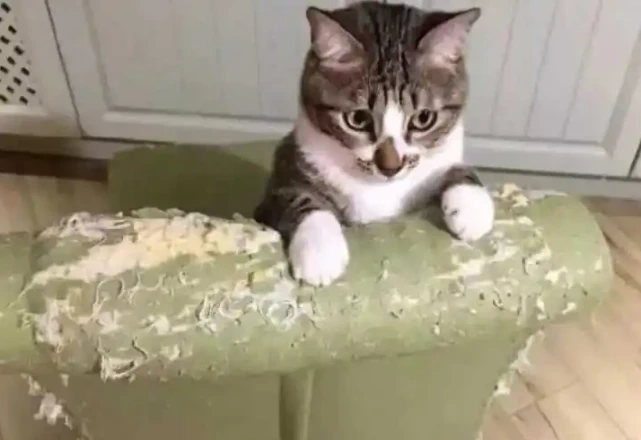 进来看，猫咪抓挠家具该怎么办？