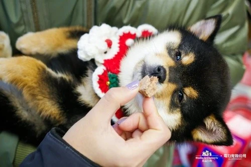 狗狗挑食怎么办，试试这个你一定会感谢我