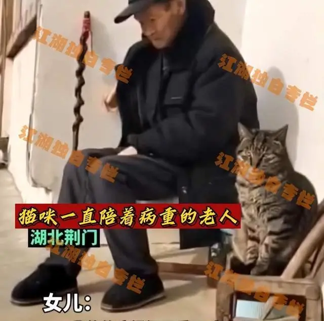 湖北一老人病重时坐在门口，猫咪蹲在一旁陪伴，女儿：父亲病故了