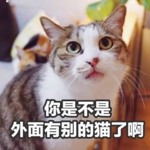 公认最“忠心”的猫，和最“白眼狼”的猫，有你家猫吗？