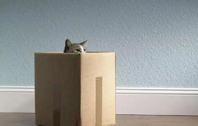 猫咪喜欢钻箱子，除了“好奇心”，还有这个原因