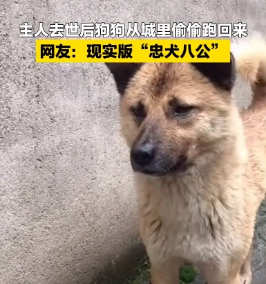 现实版忠犬八公？狗狗偷跑40公里回老家等去世主人