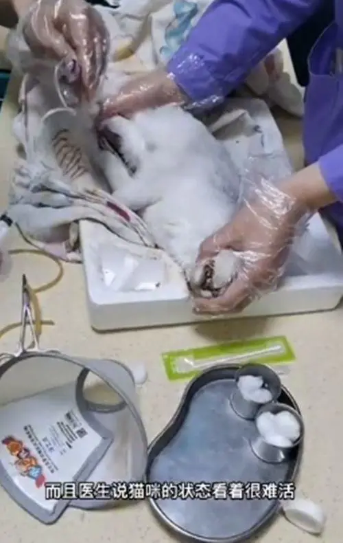 宠物猫缩在被子里奄奄一息，送去医院后查出了猫瘟：坚强活下去