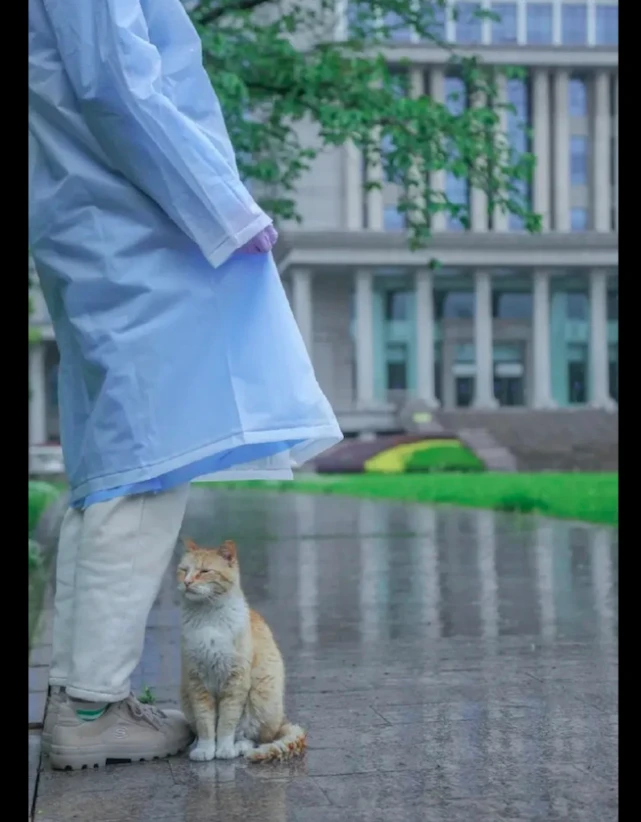 外面下大雨了，猫咪跑到人们的脚边蹭伞避雨，这一幕好温馨呀！