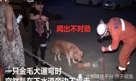 带狗狗出门狗子却故意趴着不走主人欲发怒，警察来后却对狗子一顿表扬