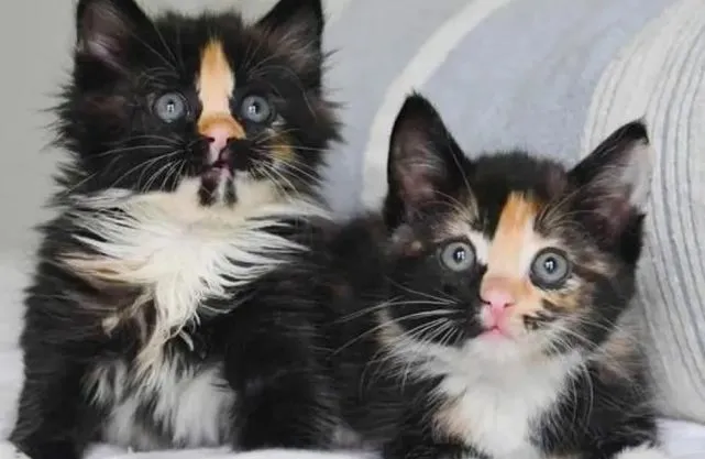 猫趣｜被遗弃的猫咪姐妹花幸运被救后，和牧羊犬交朋友，一起找新家