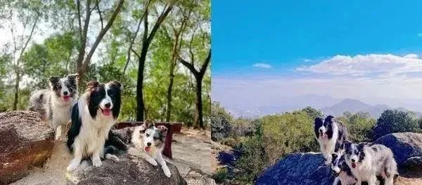 牧羊犬和小宝宝感情非常好，眼里只装得下小主人！
