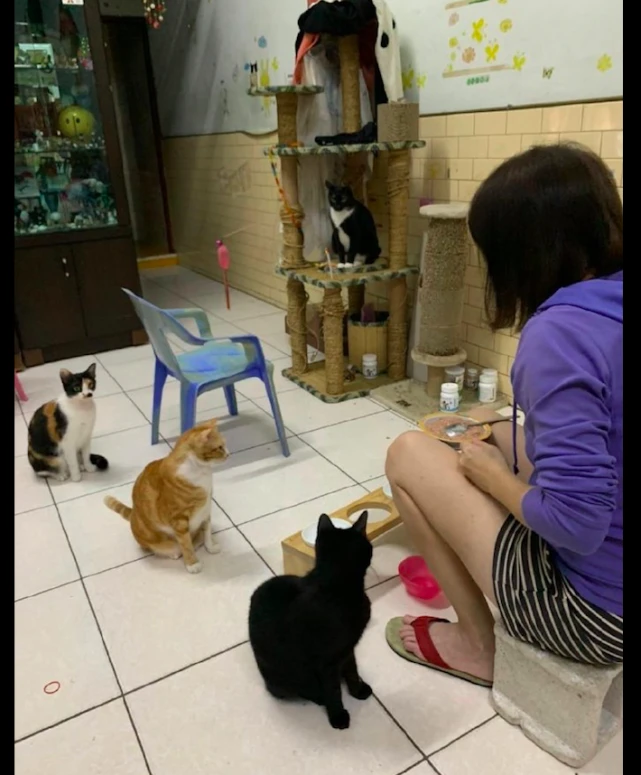 三只猫咪在家吃饭时，都会排队一个一个吃，也太乖巧听话了吧！