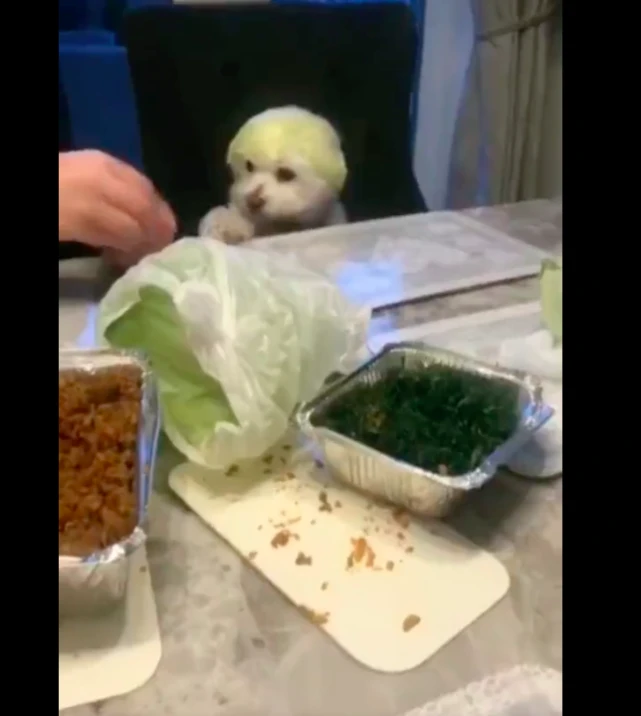 主人用包菜叶子放在狗狗的头上，它还一脸无辜脸，传说中的菜狗？
