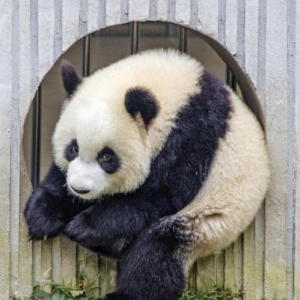 世界上可爱的十种小动物，羊驼、鹿、狮子，你最喜欢哪种？