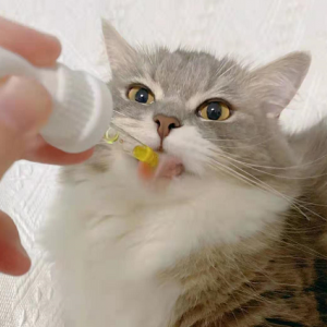 猫咪掉毛秃了一块都是猫癣吗？猫咪常见皮肤病患病原因及诊断措施大全！
