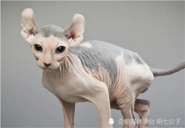 十种不可思议的，价格相对昂贵的猫咪，你认识几种？你更喜欢哪种小猫咪？