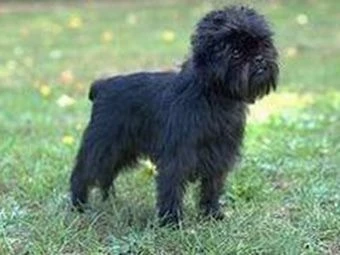 宠物大全：刚毛指示格里芬犬的详细资料