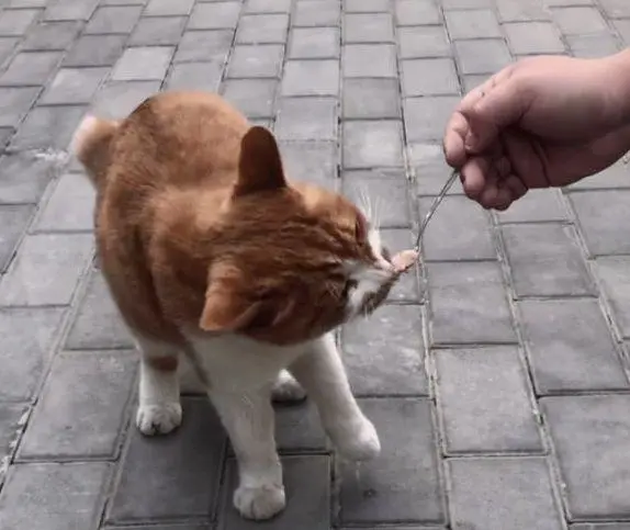 主人的哪些行为，会让猫咪觉得被抛弃了？