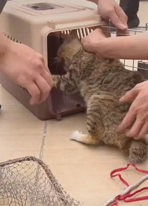 流浪猫被困在31楼，救援人员火速赶来：别怕，我们来救你