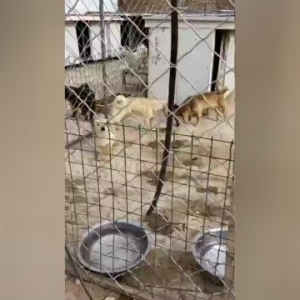 我们选择救助流浪动物，我们不伟大，我们只是无法漠视生命的消失！