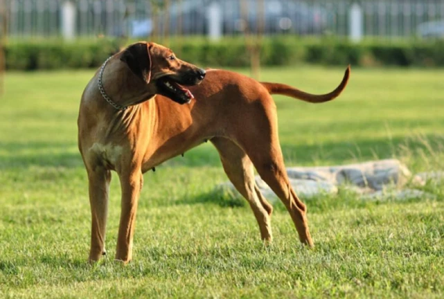 宠物大全：罗得西亚脊背犬的详细资料