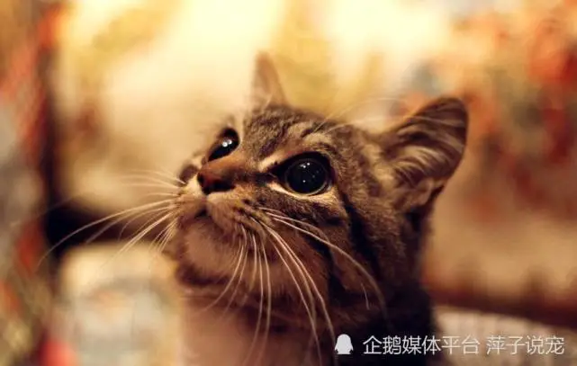 遇到这几种流浪猫一定要记得带回家，它会给你带来大福气！
