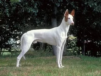 宠物大全：依比沙猎犬的详细资料