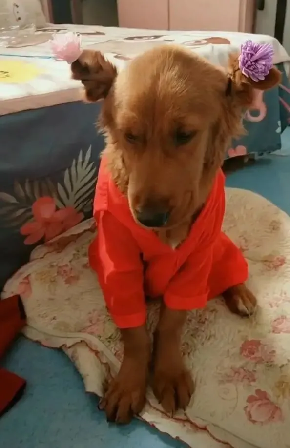 主人给狗狗翻红盖头，一看美如花，脸红的狗：羞死人！