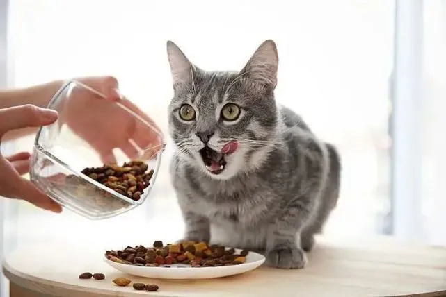 养一只猫一个月要花一千多！？你养猫一个月要花多少呢？
