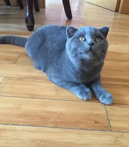 别人家的蓝猫是圆脸，为什么自己买的是尖的？