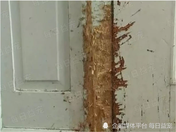为救煤气中毒的主人，狗狗不惜咬烂大门，把警察找来救人