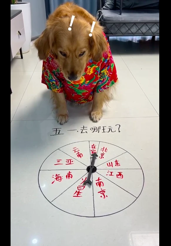 网友转圈决定去哪里玩，当停在在家选项的时候，金毛的脸都青了！