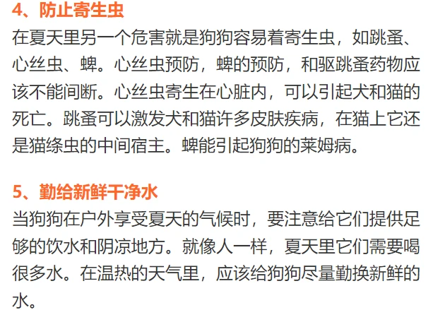 边牧专栏丨夏季喂养边境牧羊犬的5个注意事项