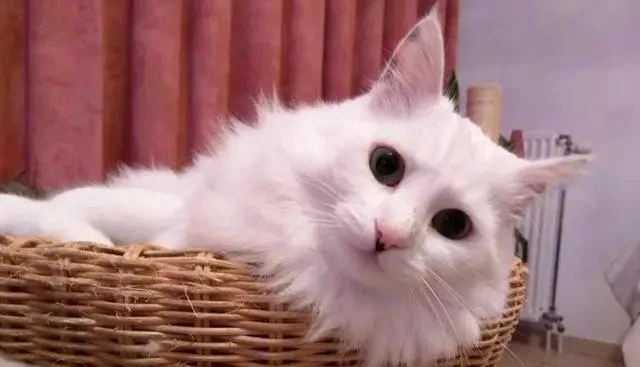 猫大十八变？救了一只生病的流浪猫，养着养着就成了长毛猫