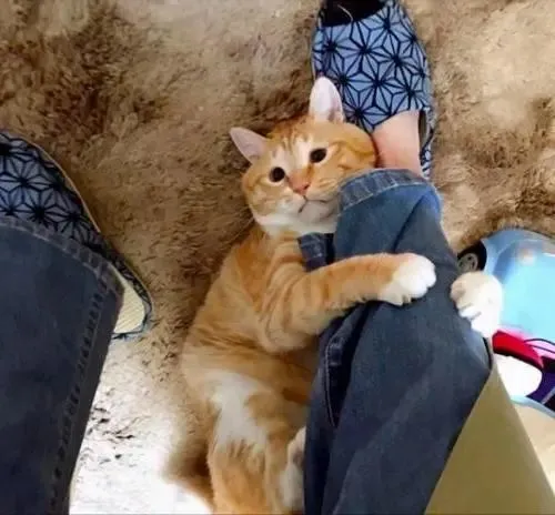猫咪“抱大腿”的行为，在它眼里，代表了这些含义