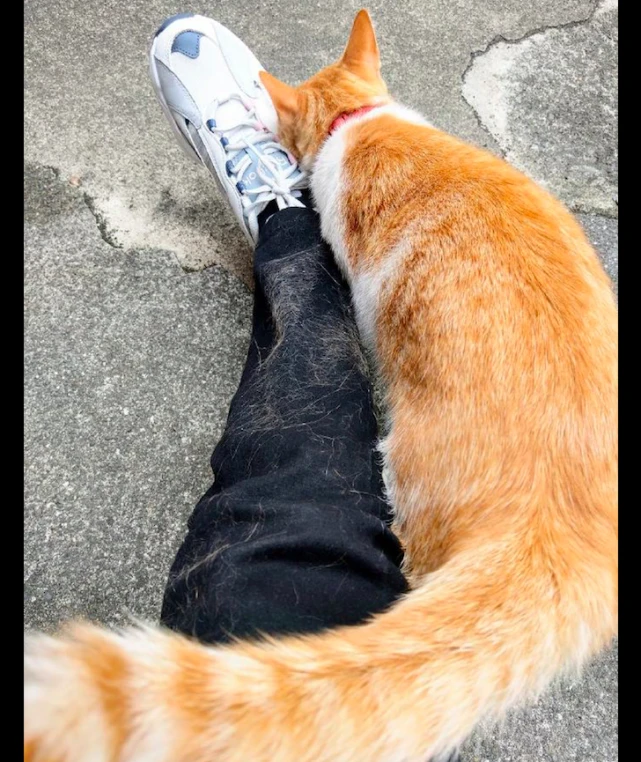 猫咪对主人的腿疯狂地蹭，不一会儿裤子上全都是毛了，看了很崩溃