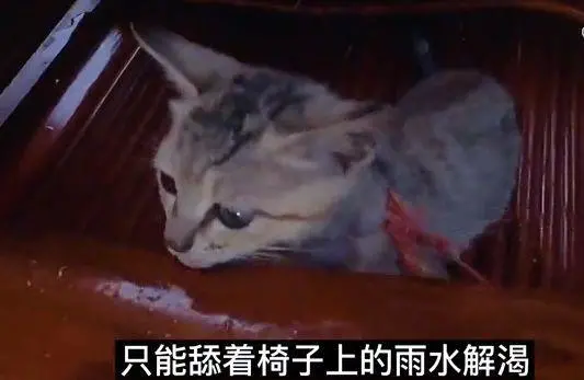 幼猫被拴在门口，白天看门晚上回家捉老鼠：真的喜欢猫咪吗？