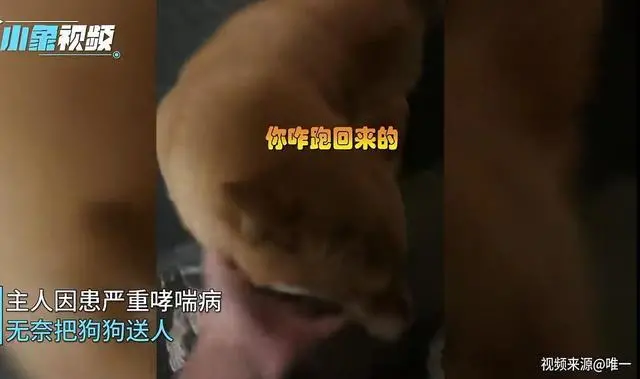 女子家中失而复得，狗狗突然跑回来了
