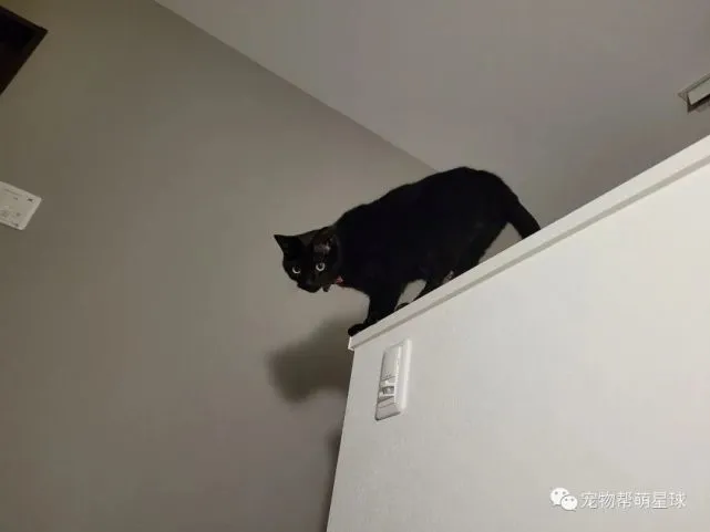 小黑猫站柜子上替主人看孩子，一动不动像极了毛绒玩偶！