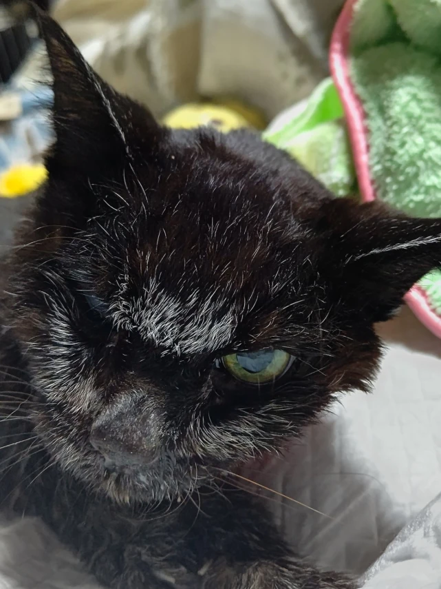 爱猫去世3个月后，又回到我身边了！