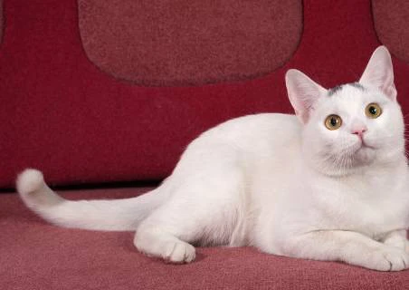 什么猫粮好而不贵排行？国产放心的猫粮有那些？