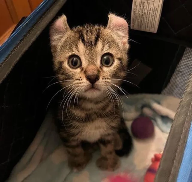 猫趣｜大脚丫卷耳猫，被收养后变身嘤嘤怪，还有残疾的黑猫老大罩着