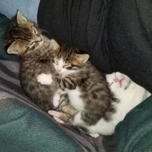 猫妈把娃送她家后就走，没想到隔几个月又送来4只，女主人：真养不起啦！