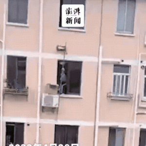 好人会有好报！上海一对老夫妻从5楼隔空递食物给6楼“独居”猫咪