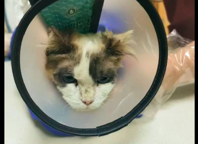 患病布偶猫躲在楼梯间等死，被好心女孩救助后，从此开始蜕变！