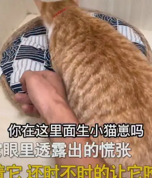 猫咪咬着主人手指，将铲屎官引到楼上去：陪着我生宝宝吧