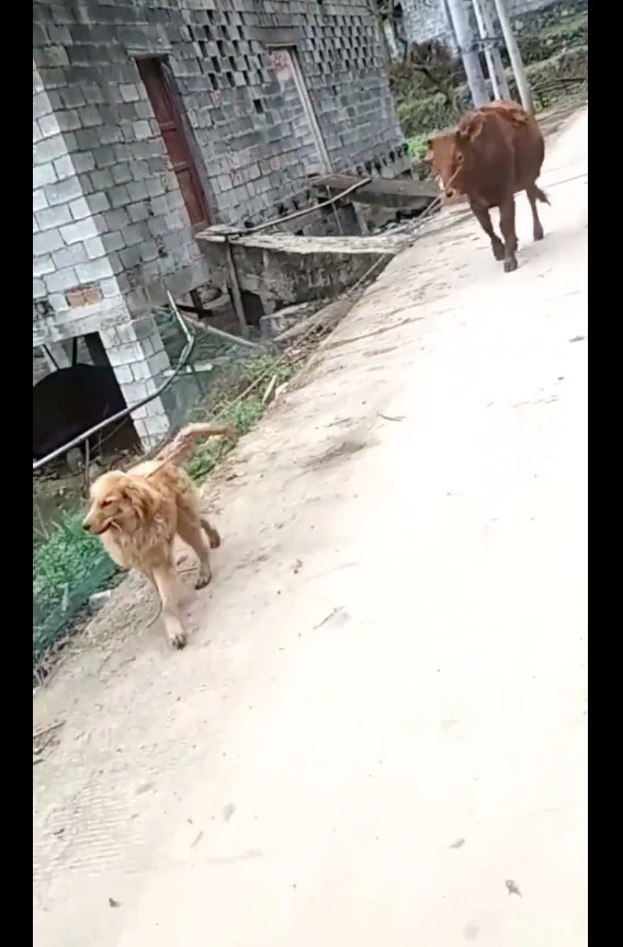 狗狗咬住牛鼻子上的绳子，帮主人去放牛了，养狗千日用狗一时啊！