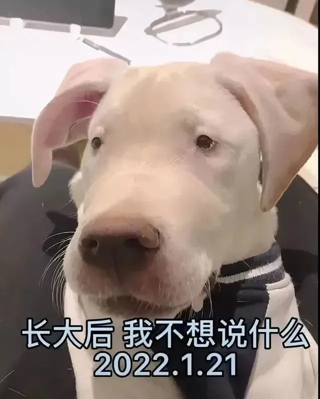 网友买了一只拉布拉多犬，小时候挺可爱，但长大以后……笑喷