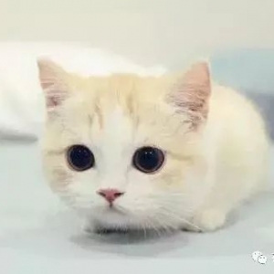 杜绝二手烟，小心猫咪染上烟瘾！